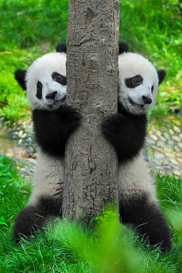 巴萨和皇马可能三线正面交锋